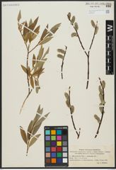 Foto von Salix acutifolia Willd. x Salix daphnoides Vill.